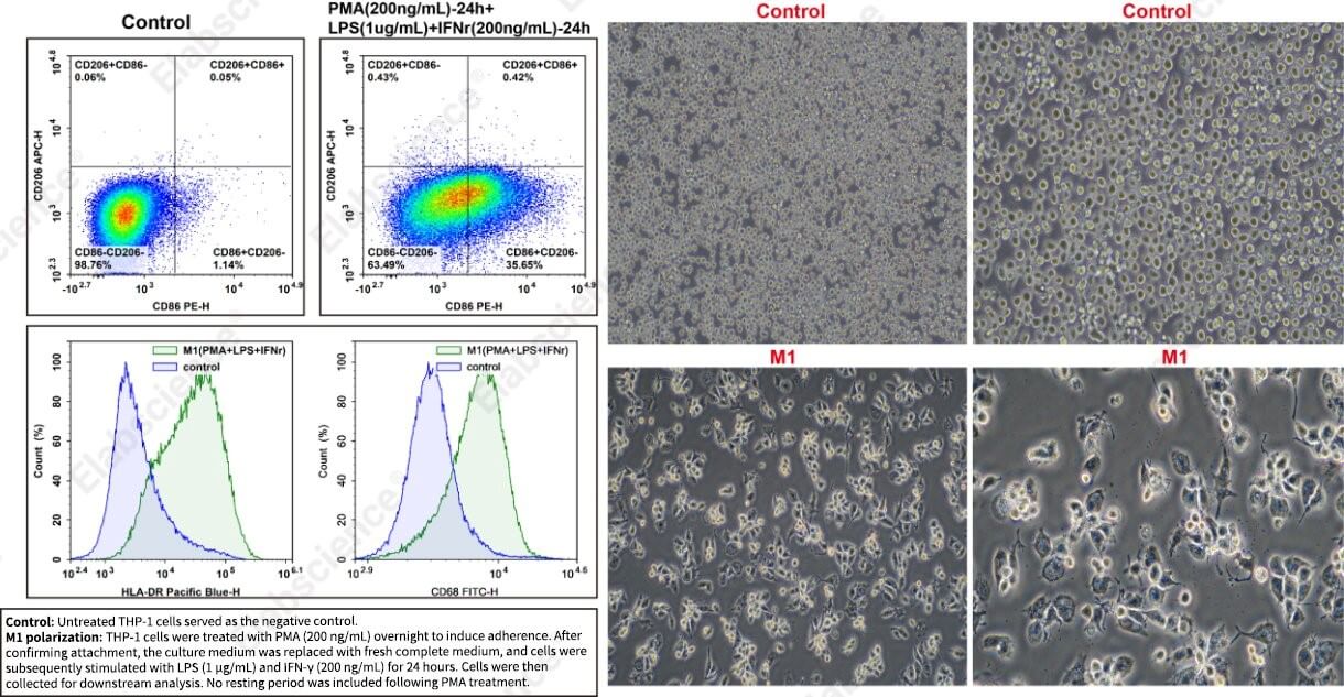 M1-polarized THP-1 cells by flow cytometry.