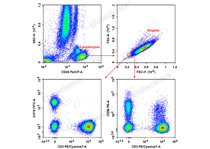 Human T, B, and NK (TBNK) cells stained with antibody cocktail by flow cytometry.