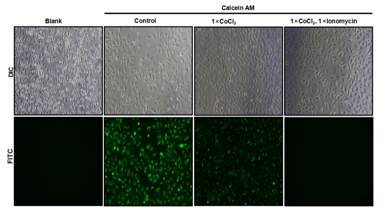 mPTP assay (E-BC-F064) fluorescence image of HeLa cells showing pore opening.