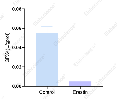 GPX4 activity in Erastin-treated HepG2 cells.