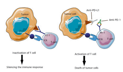 Immune checkpoint inhibitors mechanism anti-PD-L1.