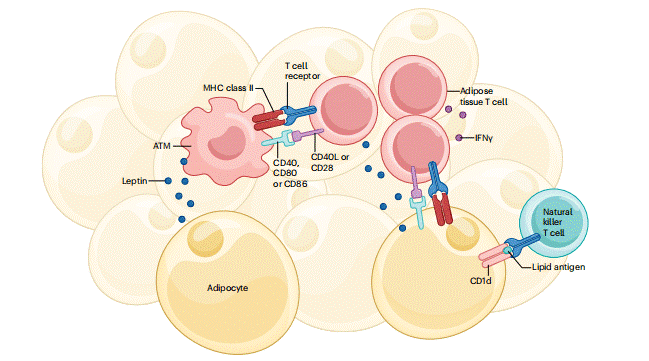 Adipocyte, macrophage, and T cell signaling in obesity-related adipose inflammation.