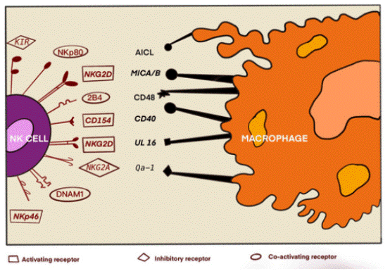NK cell and macrophage receptor interactions regulating immune signaling and inflammation.