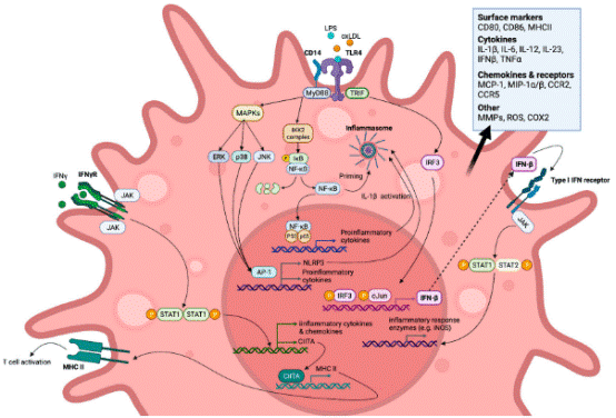 M1 macrophage signaling pathways in atherosclerotic lesions.