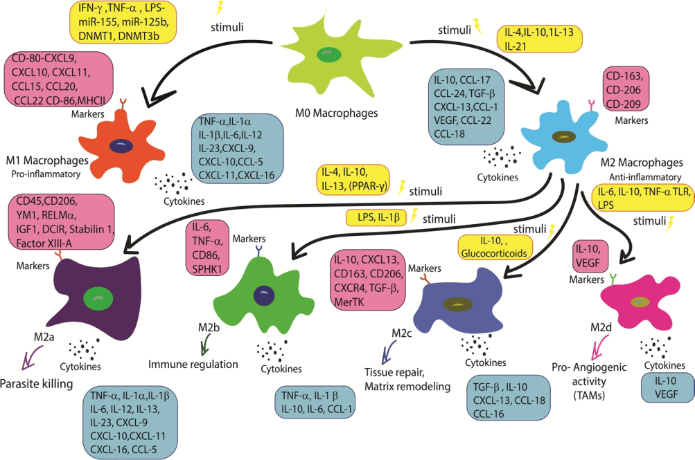 Macrophage subtypes and their functional roles.