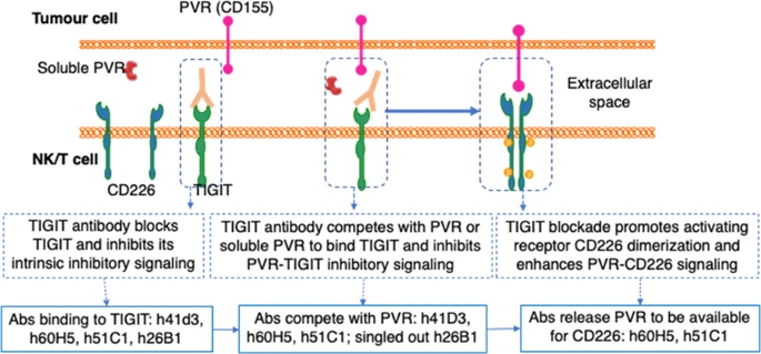 TIGIT antibodies modulating NK/T cell-tumor crosstalk.