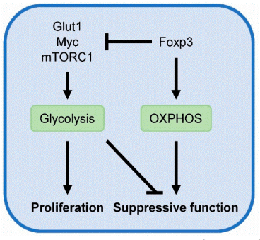 Metabolic regulation of Treg cells showing glycolysis and OXPHOS balance controlled by Foxp3.