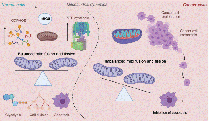 Mitochondrial dynamics in normal and cancer cells.
