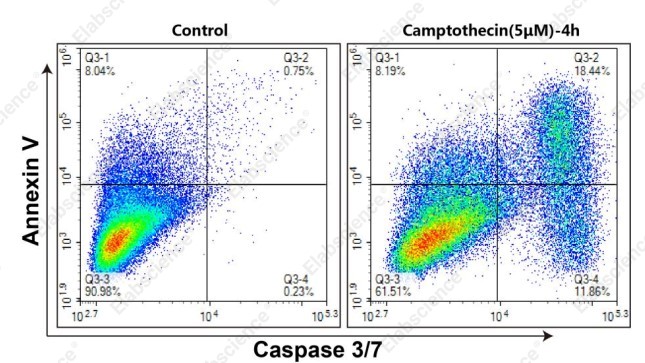 Caspase 3/7 and Annexin V staining of camptothecin-treated Molt-4 cells.