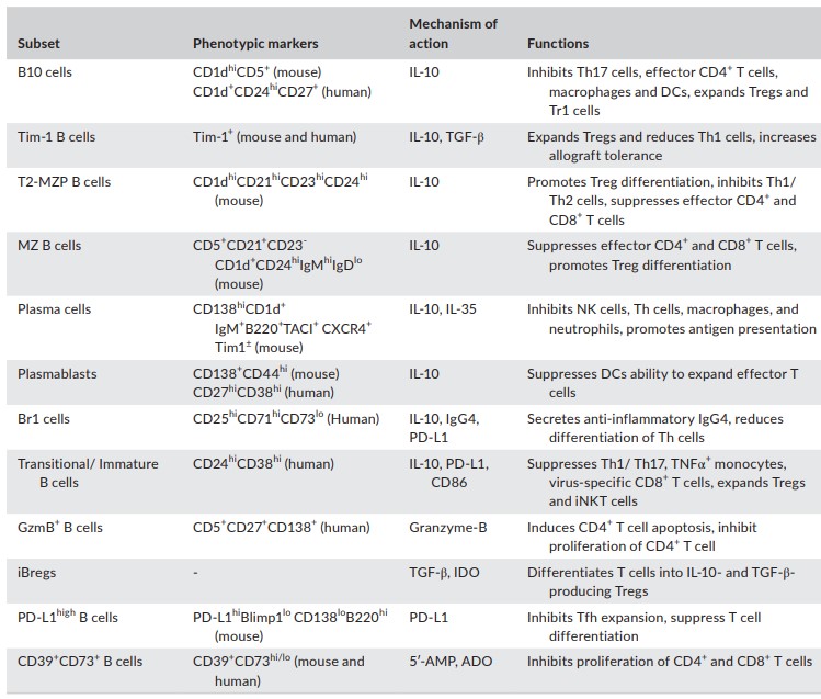 Phenotype and function of regulatory B cell (Breg) subsets.