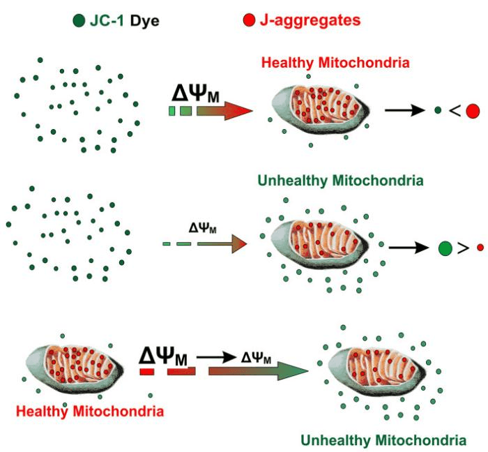 JC-1 fluorescence indicating mitochondrial membrane potential in healthy and damaged mitochondria.
