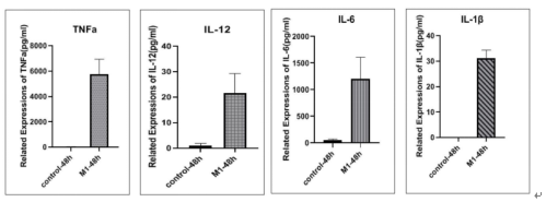 Increased cytokine secretion from RAW 264.7 cells after M1 differentiation.