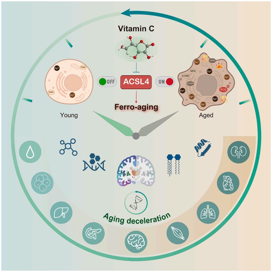 Vitamin C regulation of ACSL4 pathway in ferro-aging and aging deceleration mechanism.