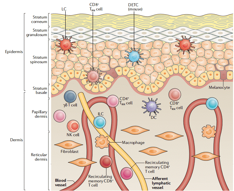Skin structure contributing to its immune functions.