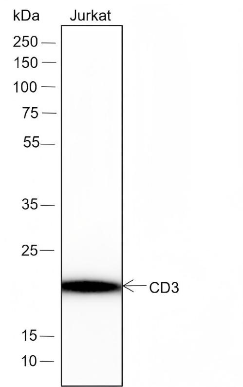 Western blot detection of CD3 epsilon in Jurkat cells using recombinant rabbit monoclonal antibody.