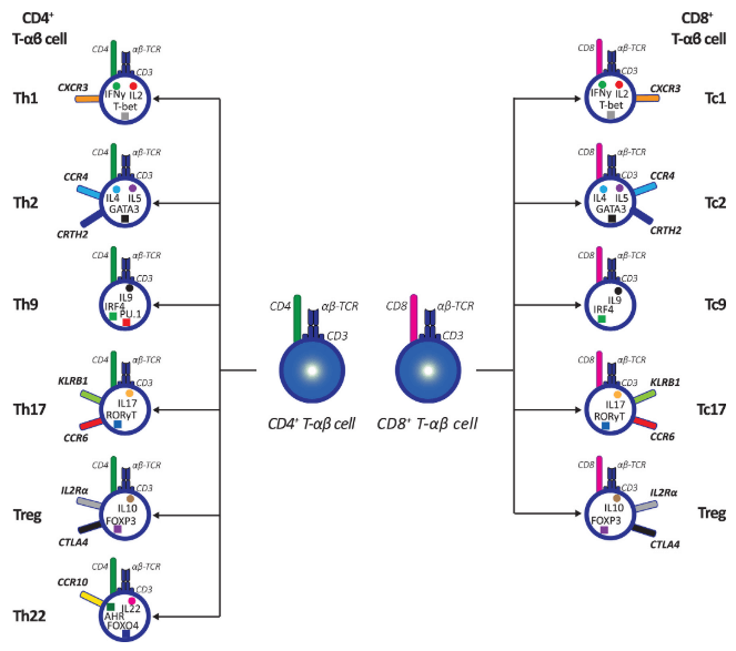 CD4+ and CD8+ T cell subsets classification