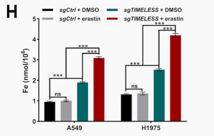Total iron assay in TIMELESS-deficient LUAD cells.