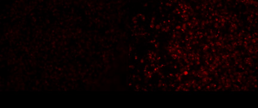 Mitochondrial ROS levels in HeLa cells treated with antimycin A.