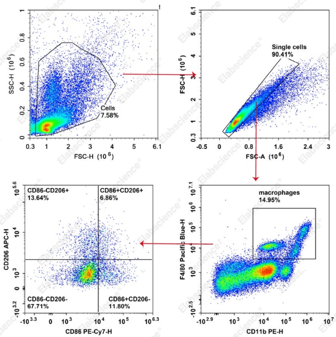 Flow cytometry analysis of macrophage phenotypes in mouse ascites samples.