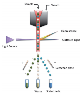 Fluorescence activated cell sorting.