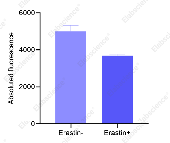 Cystine uptake in Erastin-treated HepG2 cells.