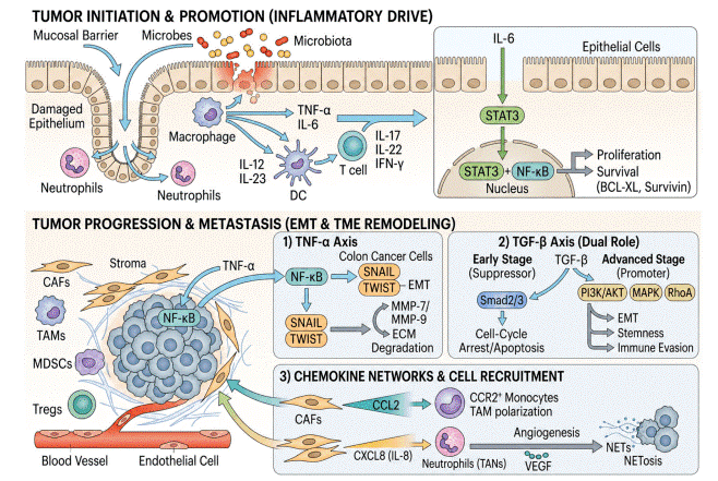 Cytokine and chemokine networks in colorectal cancer.