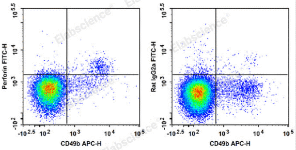 Perforin expression in mouse splenocyte immune cells.