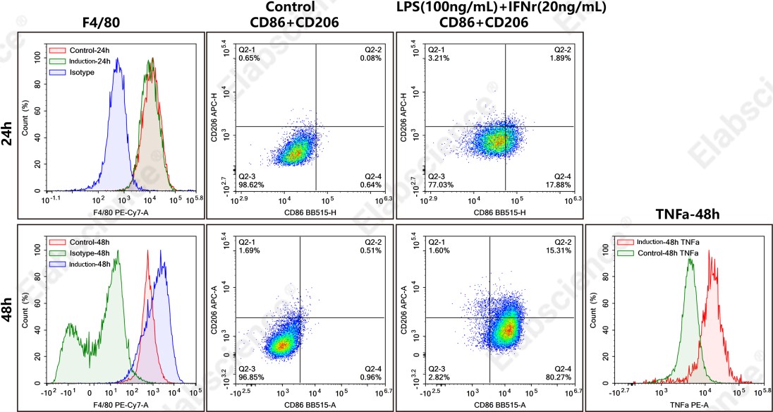 BV2 M1 polarization analysis by flow cytometry.