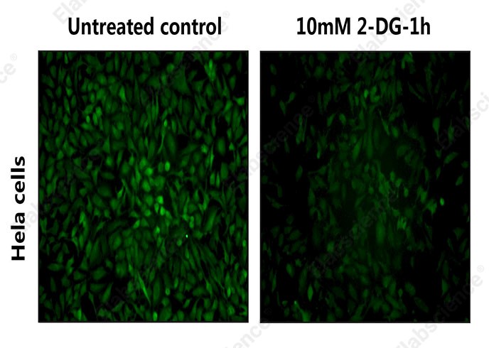 2-DG inhibition of glucose uptake in HeLa cells.