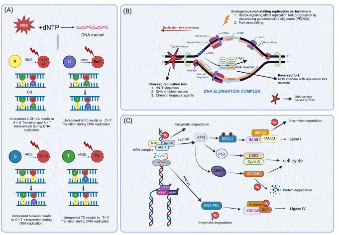 Excessive ROS causing DNA damage in cancer cells.