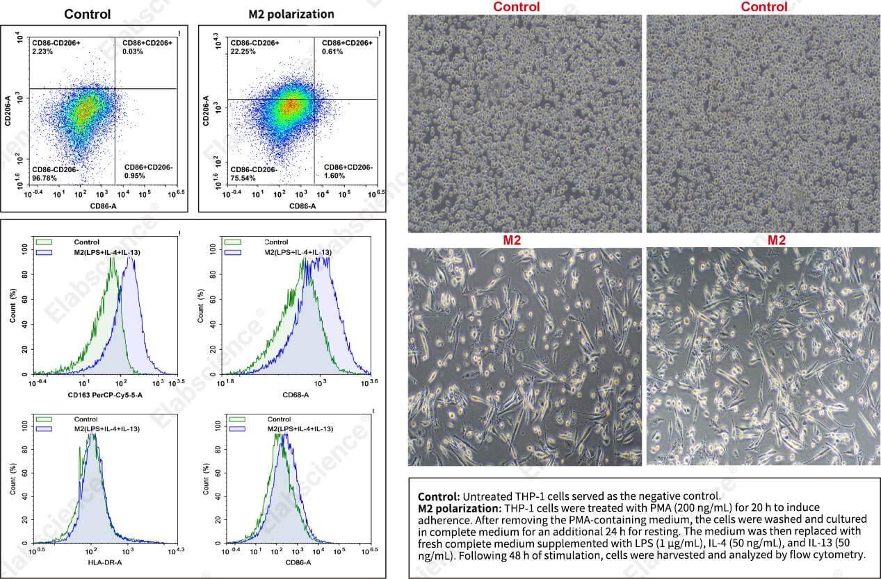 M2-polarized THP-1 cells by flow cytometry.