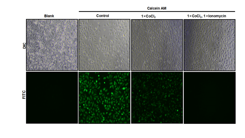 mPTP assay showing mitochondrial permeability transition pore status in HeLa cells.