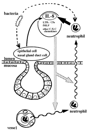 IL-8 mediated neutrophil chemotaxis in inflammation.