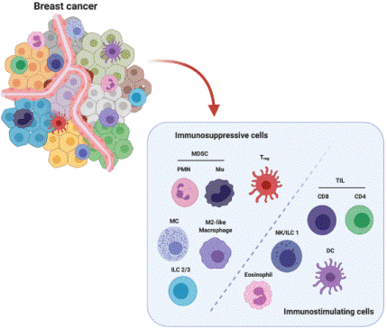 Major cellular components of the breast cancer tumor microenvironment.