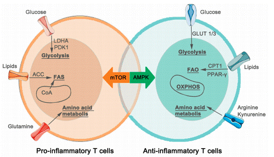 Metabolic characteristics of CD4+ T cells in atherosclerosis and immune activation.