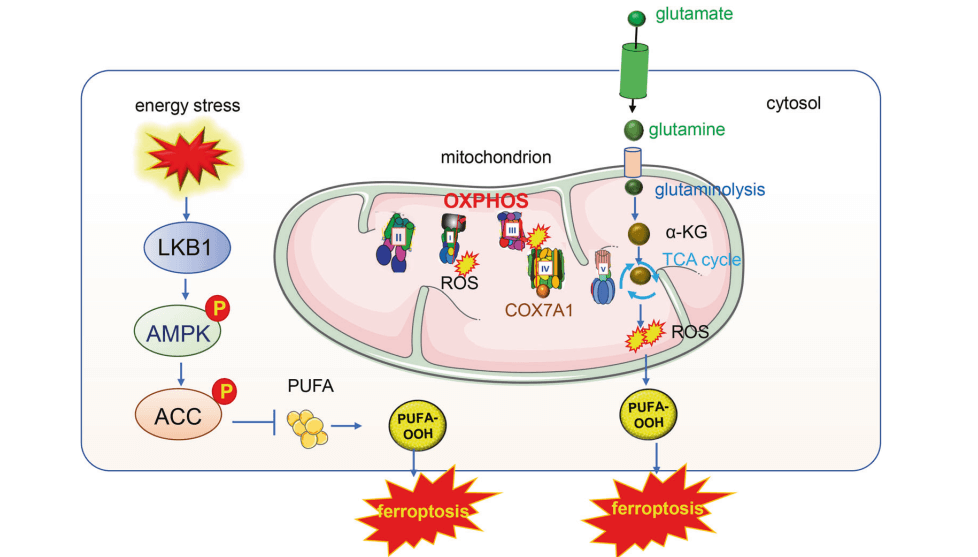 Mitochondrial energy metabolism and ferroptosis.