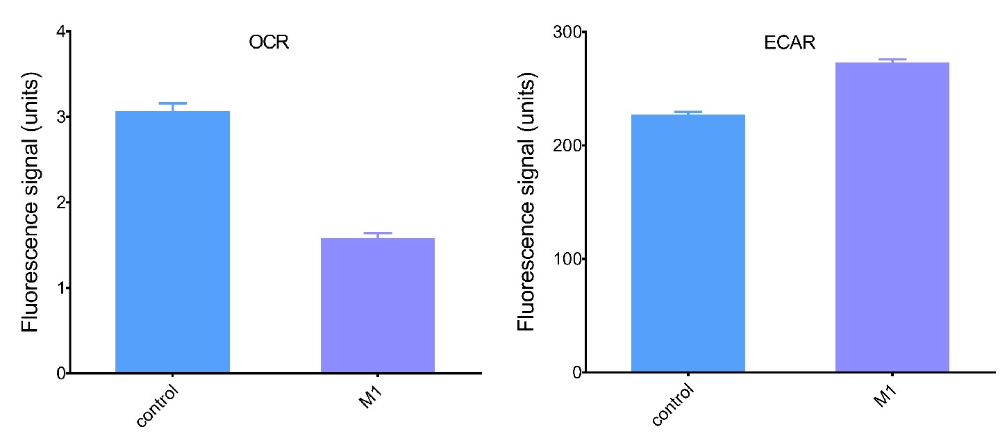 ECAR and OCR in M1-polarized RAW264.7 macrophages indicating increased glycolysis and decreased oxidative phosphorylation.