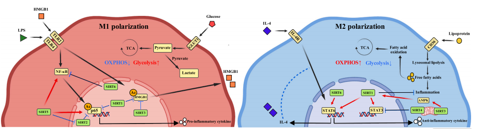 SIRT1 controls macrophage M2 polarization and FAO.