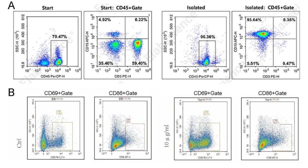 Human B cell isolation and activation analysis by flow cytometry.