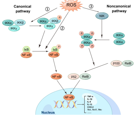 ROS activation of NF-&kappa;B signaling pathways.