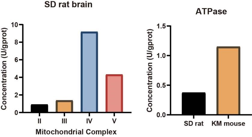 Mitochondrial complex II to V activity and ATPase activity in rat and mouse brain tissue homogenates.