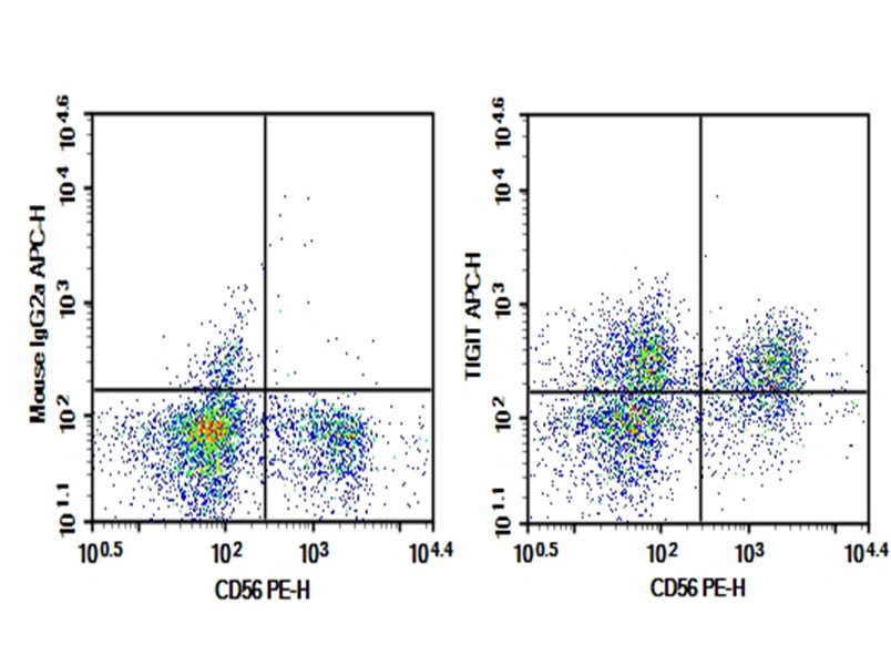 TIGIT antibody staining of human peripheral blood lymphocytes.