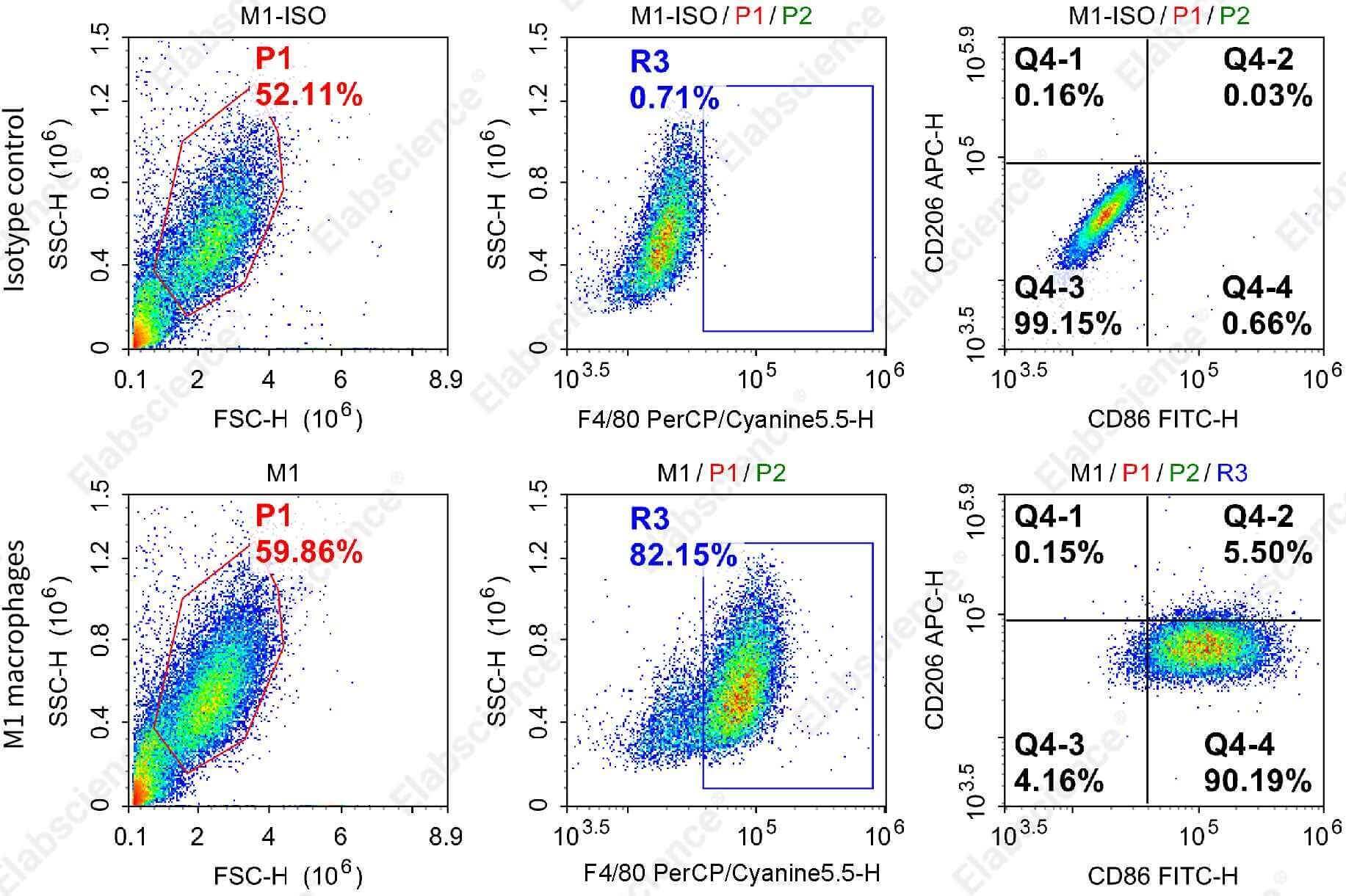 M1-polarized C57 mouse BMDM by flow cytometry.