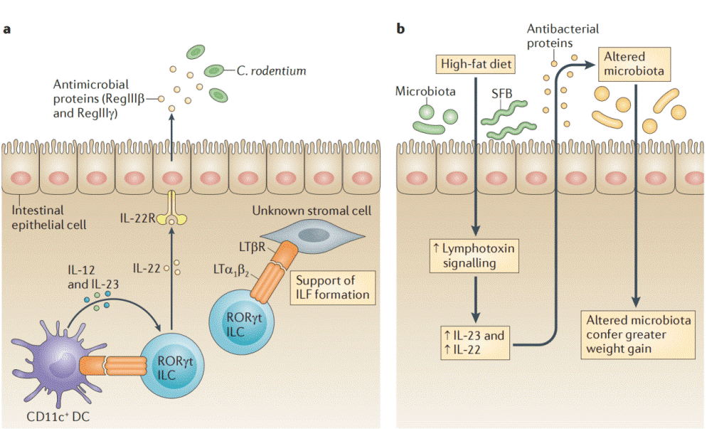 LT-mediated immune responses at mucosal surfaces.