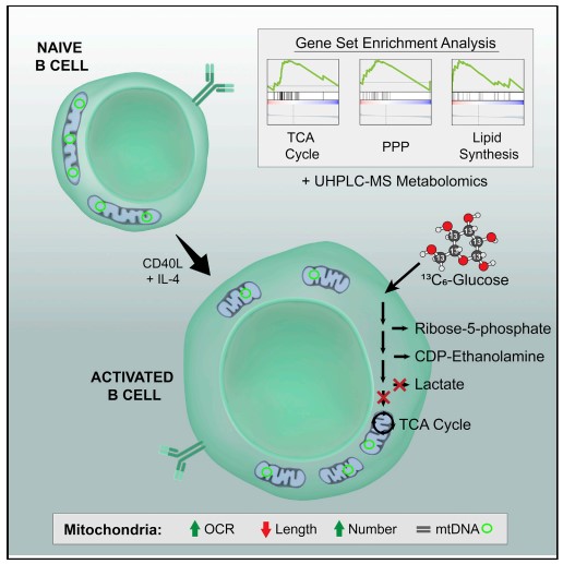 Metabolic reprogramming and mitochondrial dynamics in activated B cells.