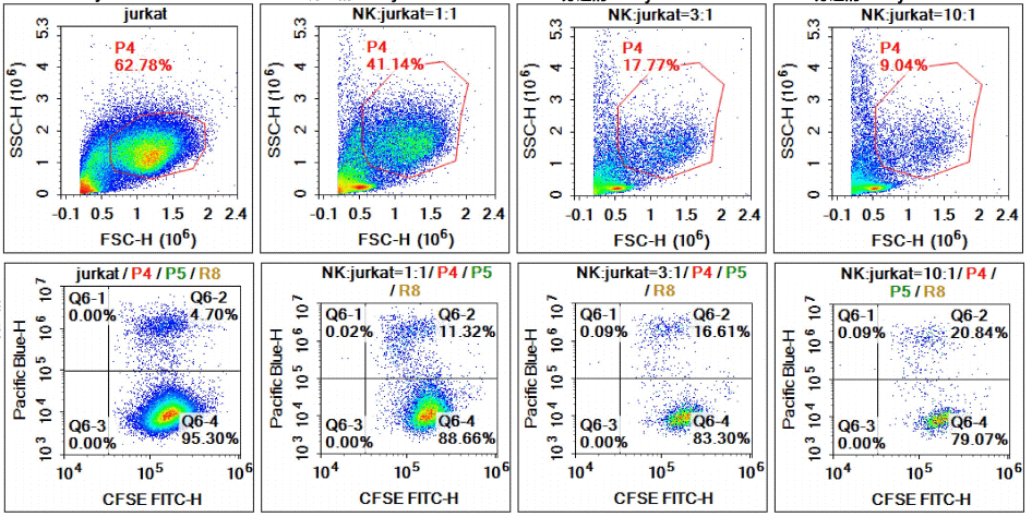 NK cell cytotoxicity assay showing killing of Jurkat cells in co-culture.