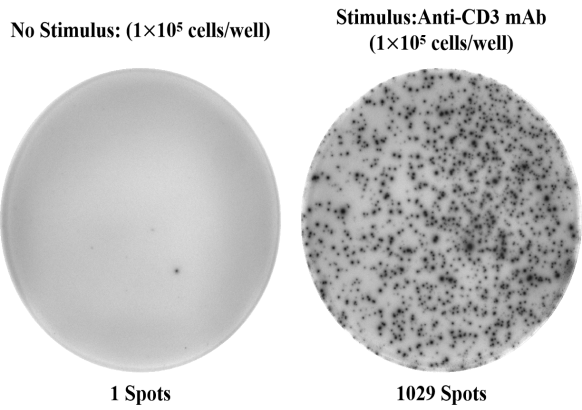 IFN-&gamma; ELISpot detection of human cytokine-secreting cells.