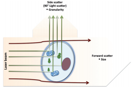 Cell size and granularity analysis.