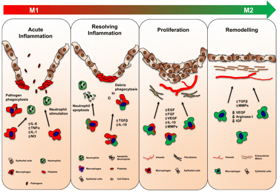 Macrophage M1/M2 polarization during tissue repair.