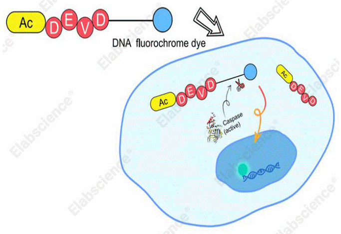 Caspase-3/7 fluorescent detection mechanism schematic.